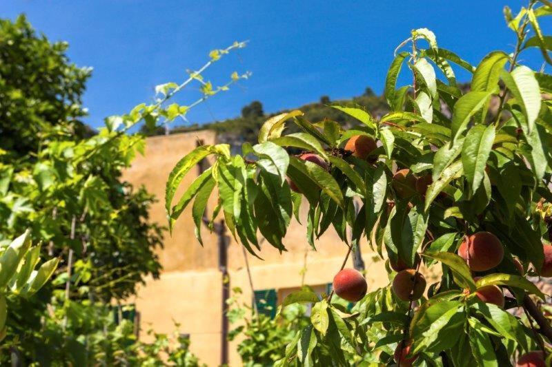 Agriturismo La Selva Hotel Finale Ligure Eksteriør billede