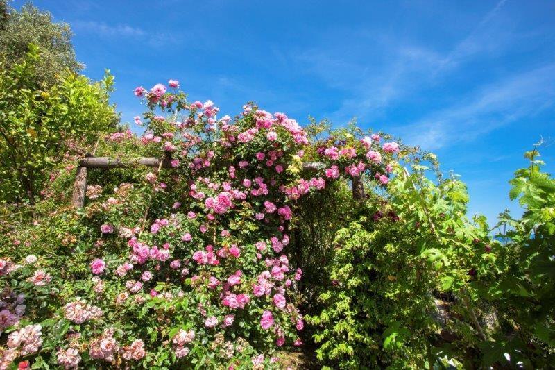 Agriturismo La Selva Hotel Finale Ligure Eksteriør billede