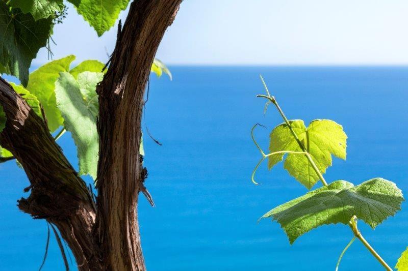 Agriturismo La Selva Hotel Finale Ligure Eksteriør billede