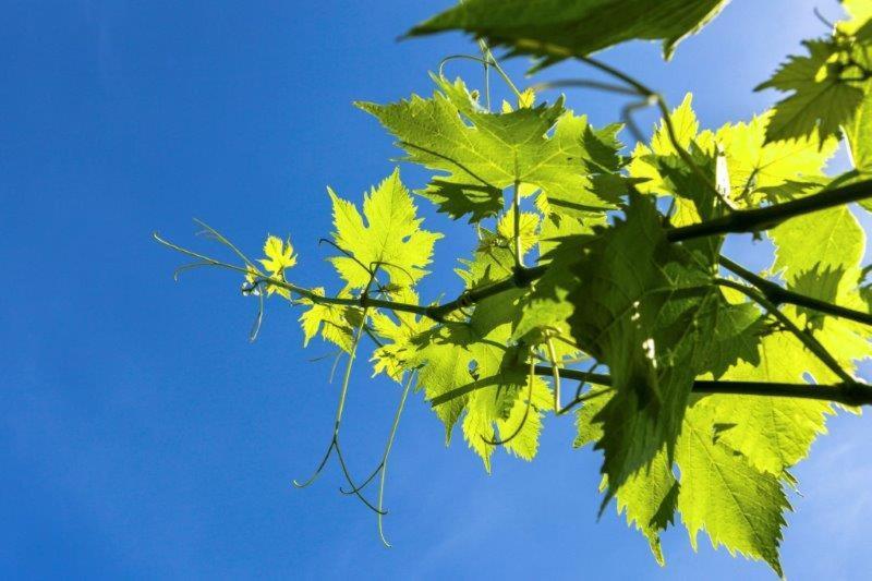 Agriturismo La Selva Hotel Finale Ligure Eksteriør billede
