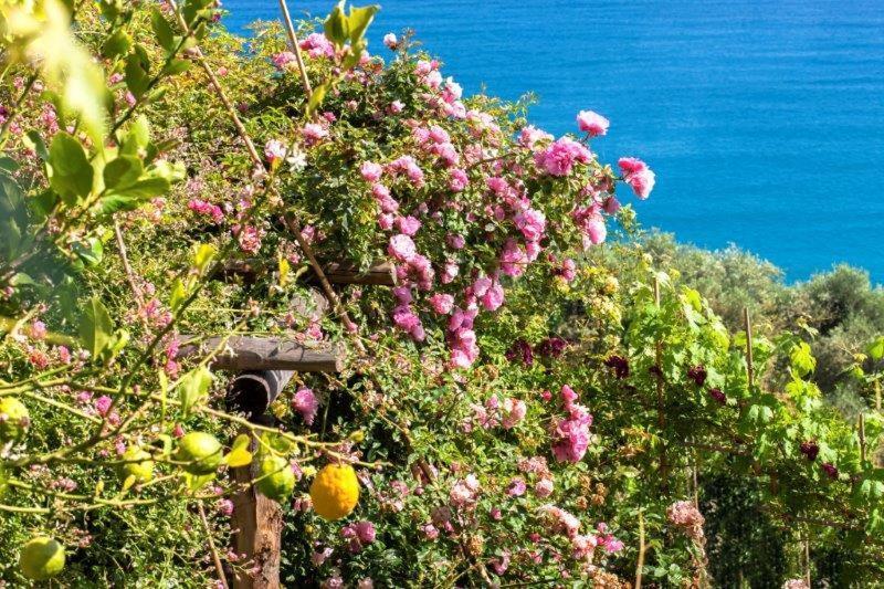 Agriturismo La Selva Hotel Finale Ligure Eksteriør billede
